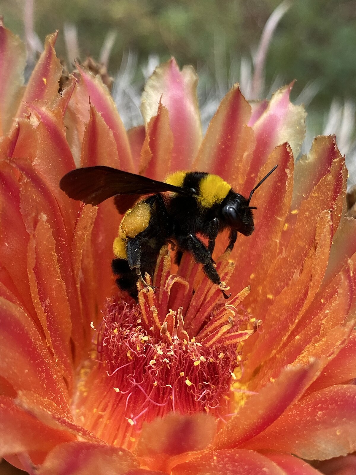 Bombus sonorus