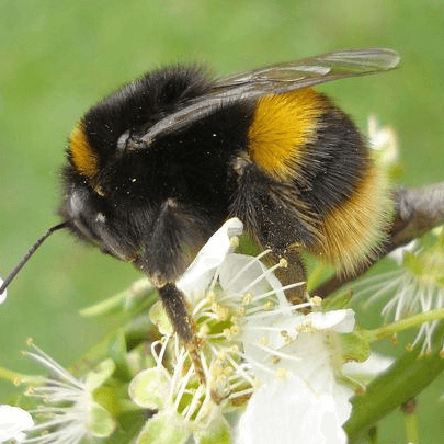 Bombus terrestris