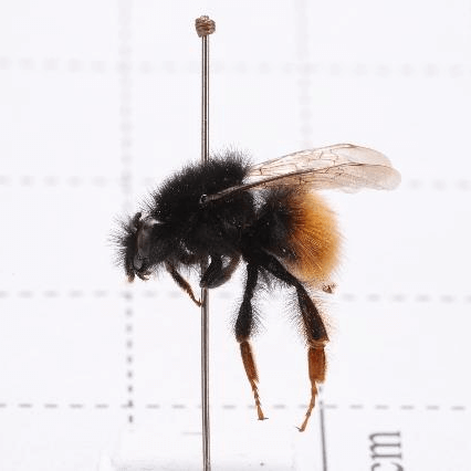 Bombus waltoni