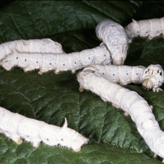 Bombyx mori