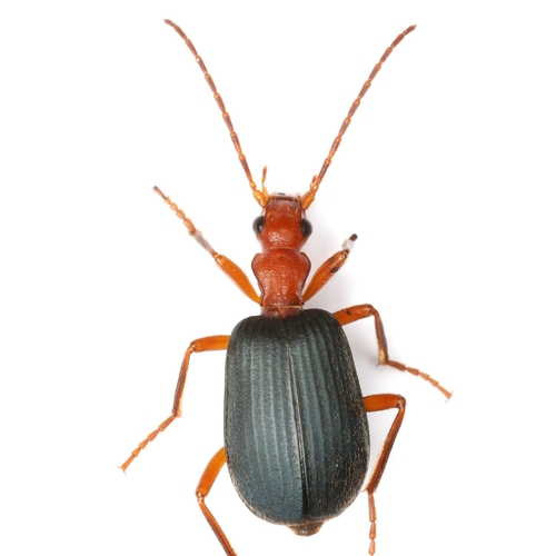 Brachinus elongatulus