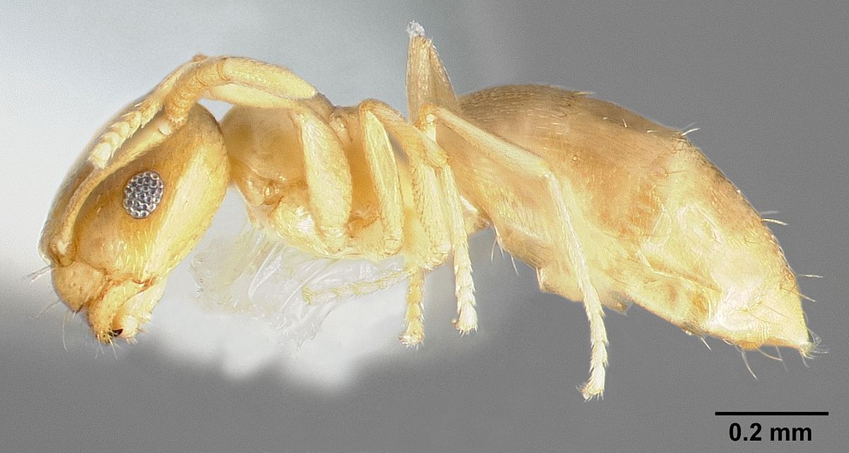 Brachymyrmex depilis
