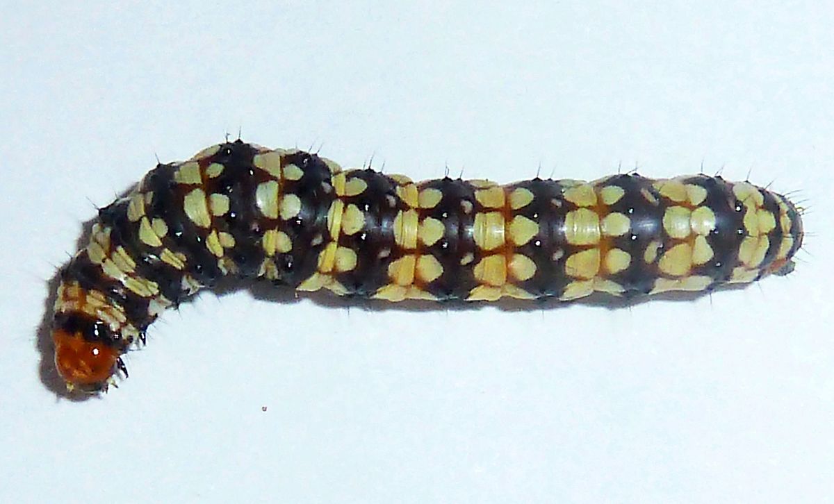 Brithys crini