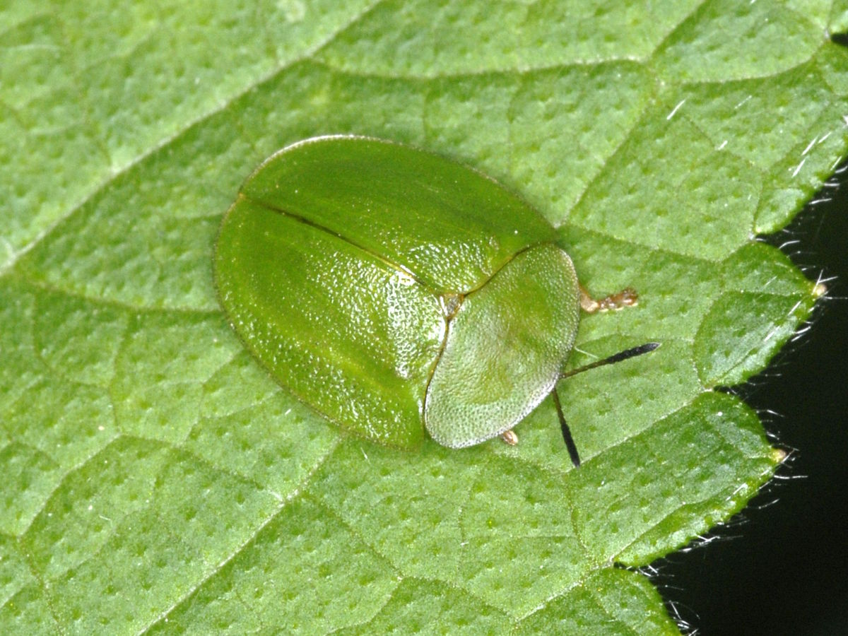 Cassida viridis