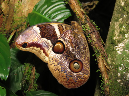 Catoblepia orgetorix