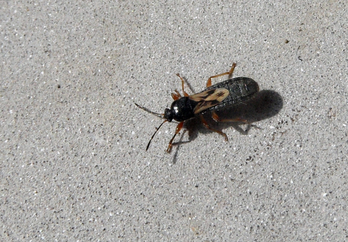 Cavelerius saccharivorus