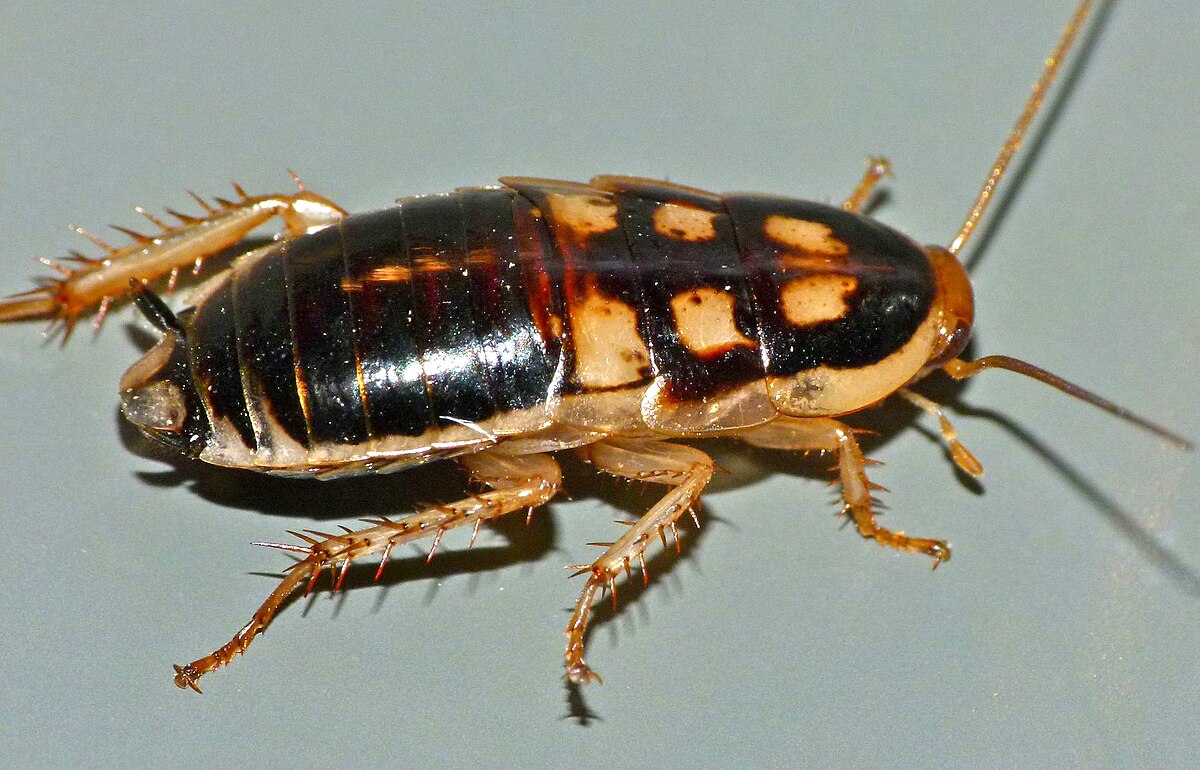 Celatoblatta quinquemaculata