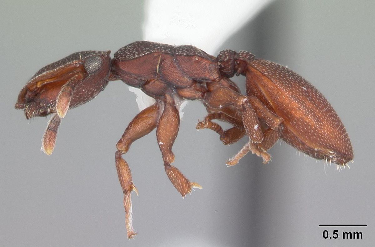 Cephalotes varians