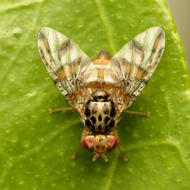 Ceratitis capitata