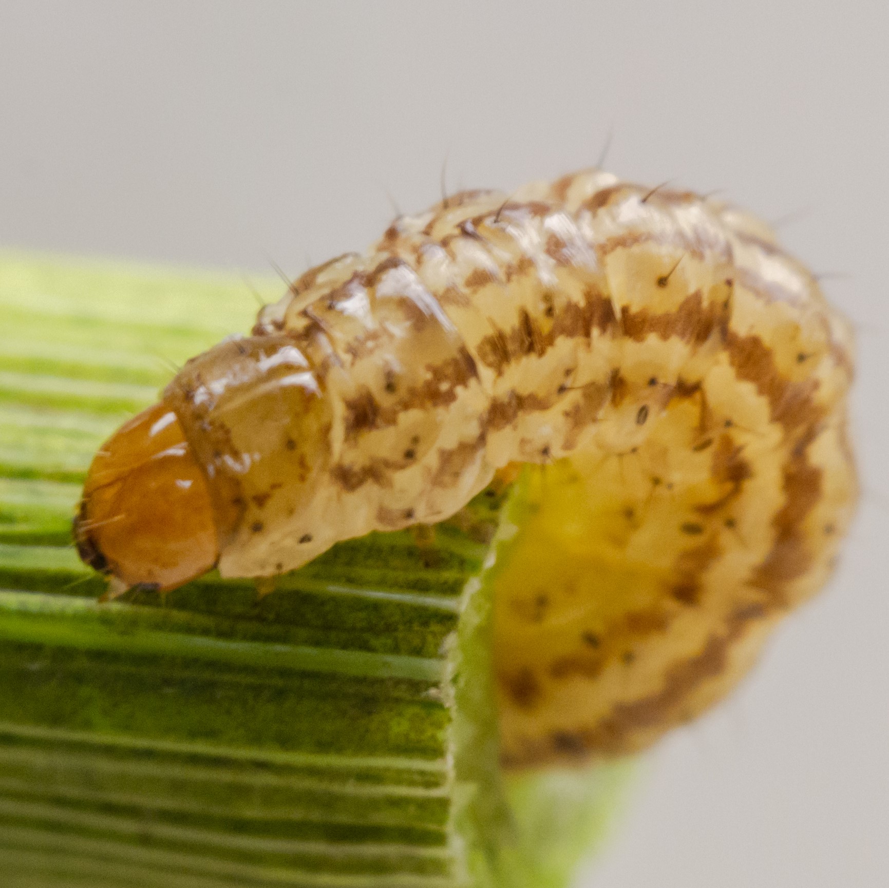 Chilo suppressalis