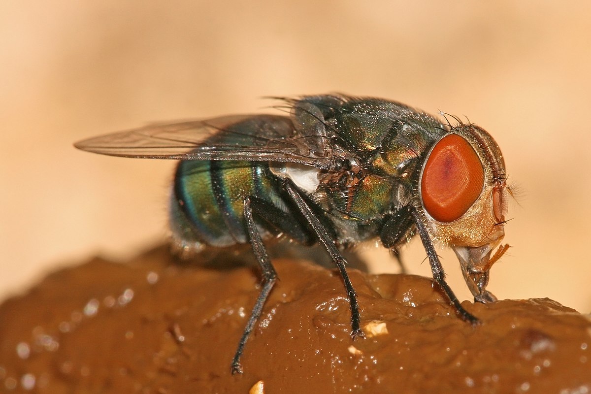 Chrysomya megacephala