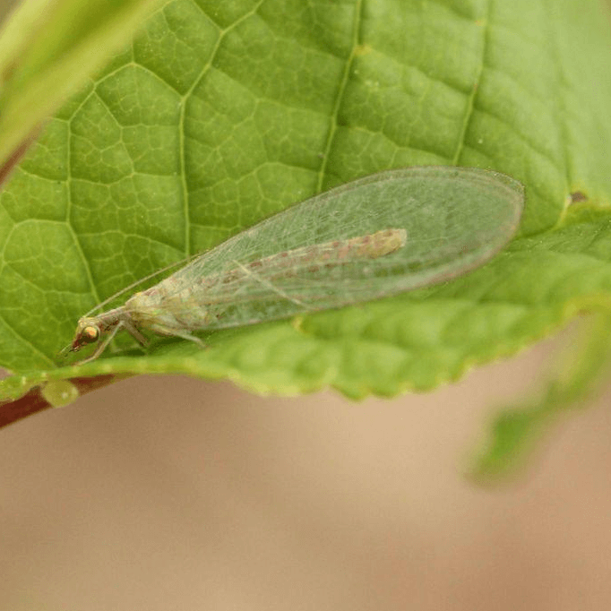 Chrysoperla carnea