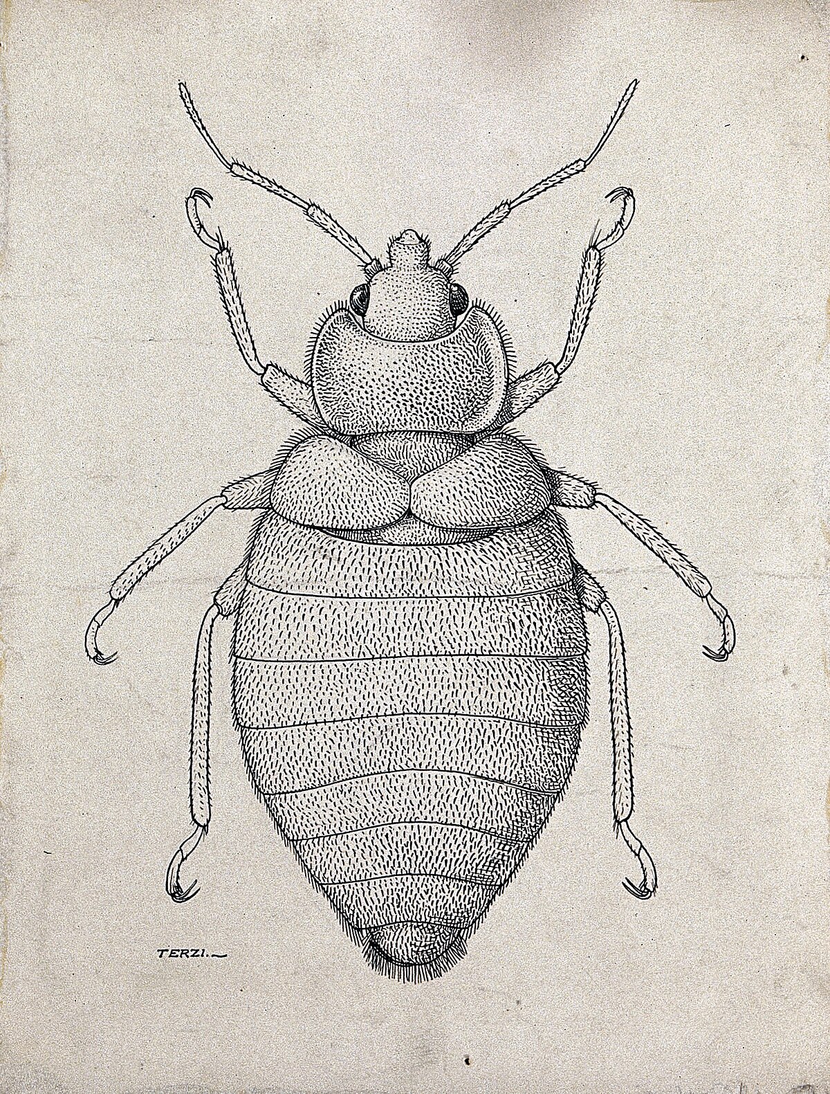 Cimex hemipterus