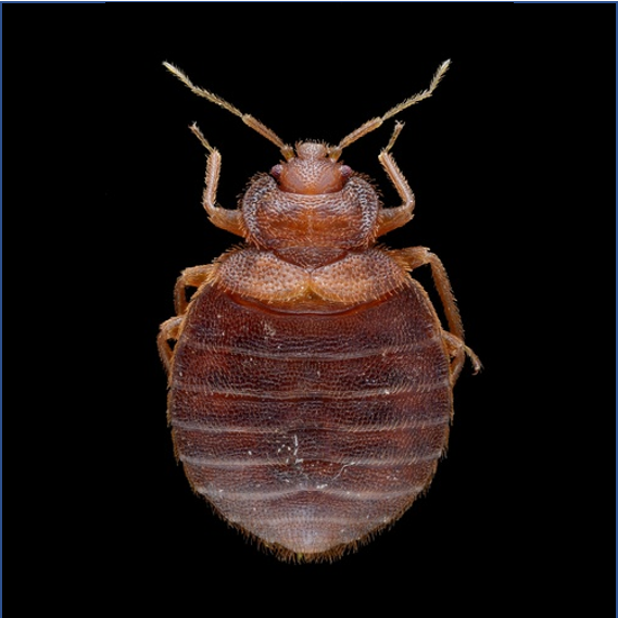 Cimex lectularius