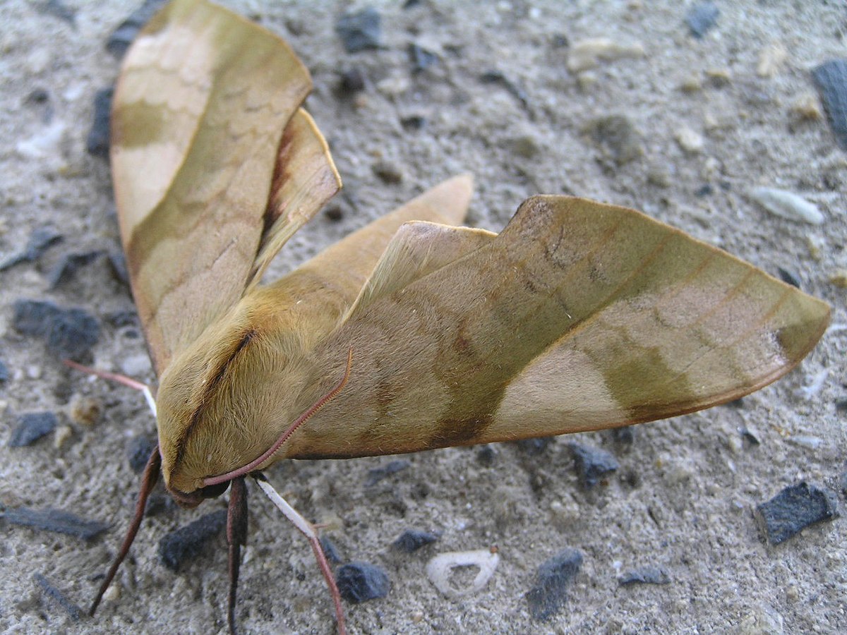 Clanis bilineata