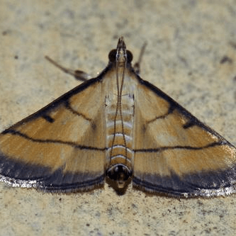 Cnaphalocrocis medinalis