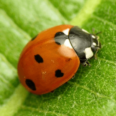 Coccinella septempunctata