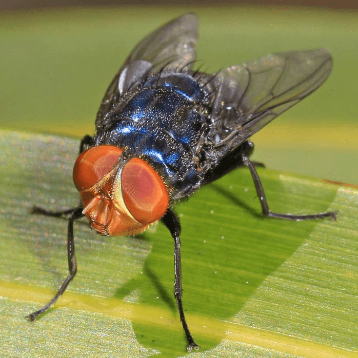 Cochliomyia hominivorax