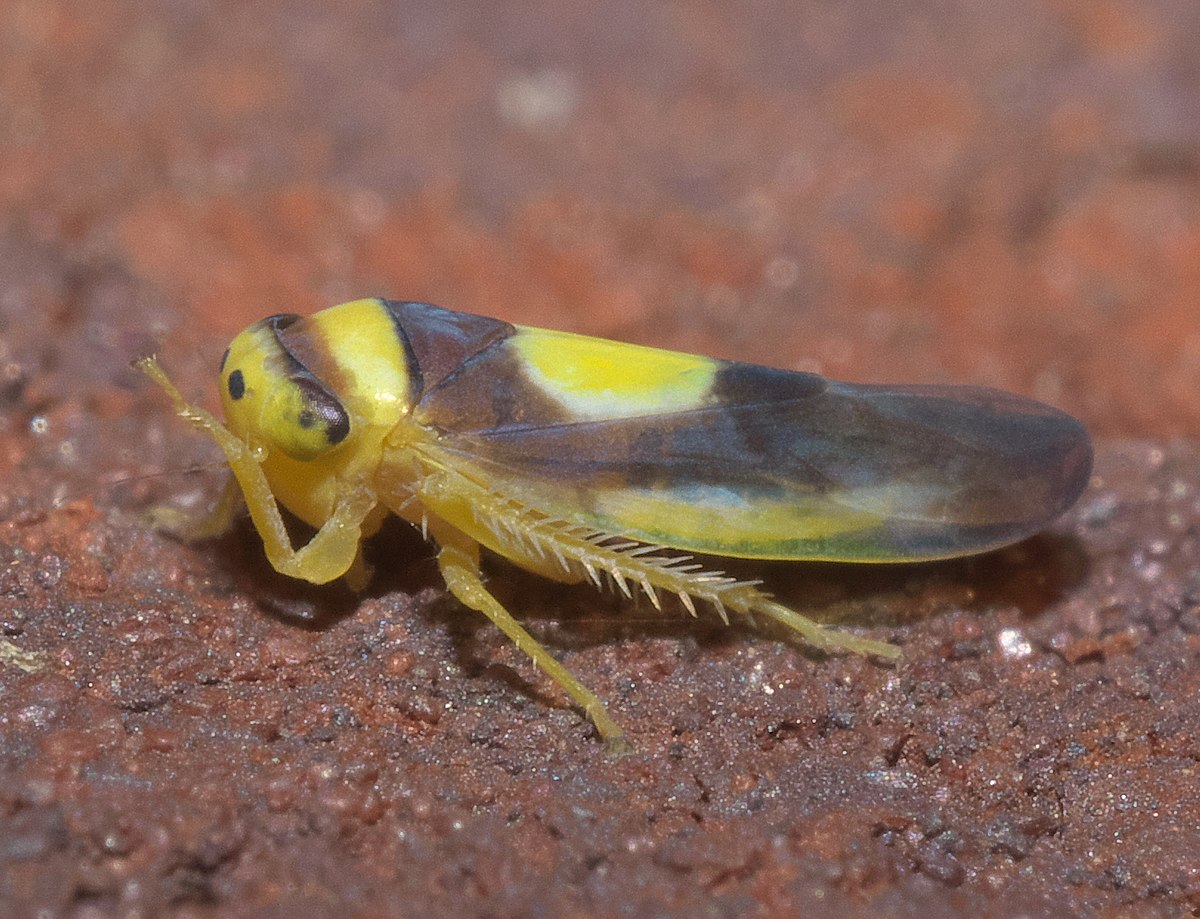 Colladonus clitellarius