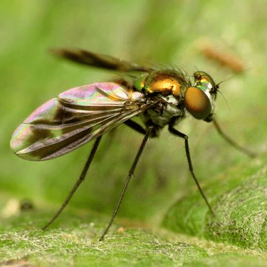Condylostylus patibulatus