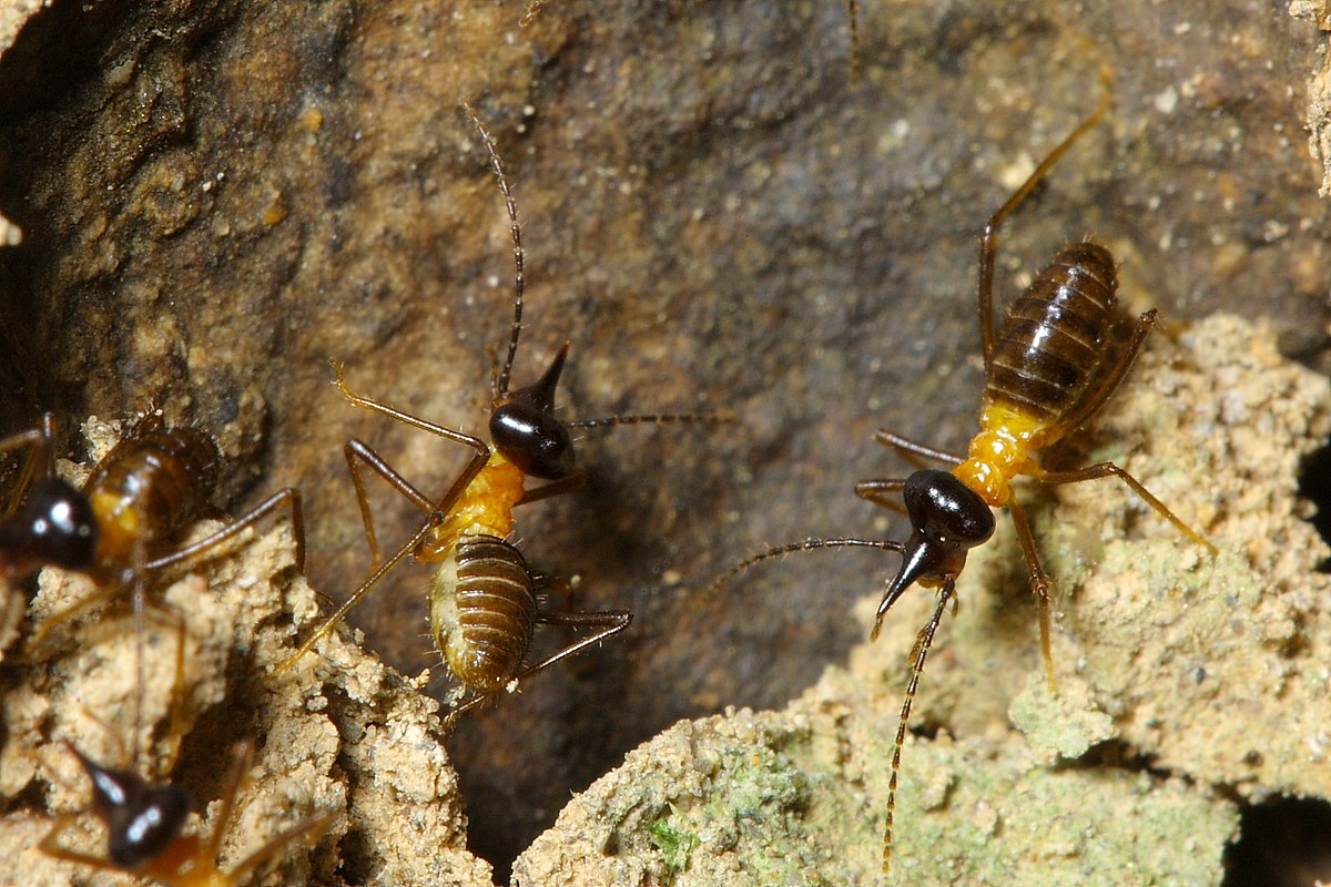 Constrictotermes cavifrons