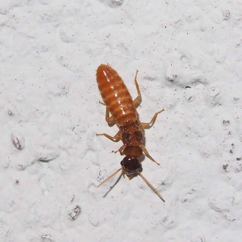 Coptotermes formosanus