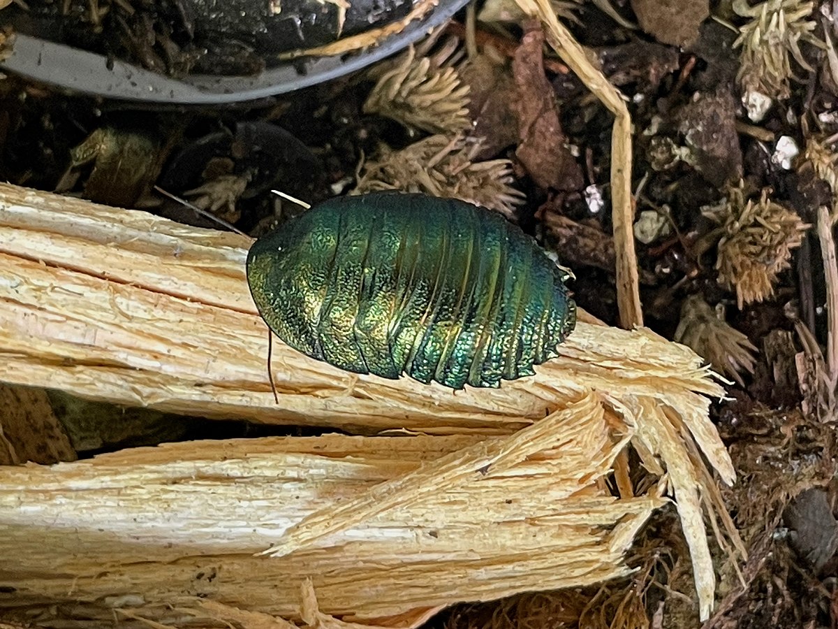 Corydidarum magnifica