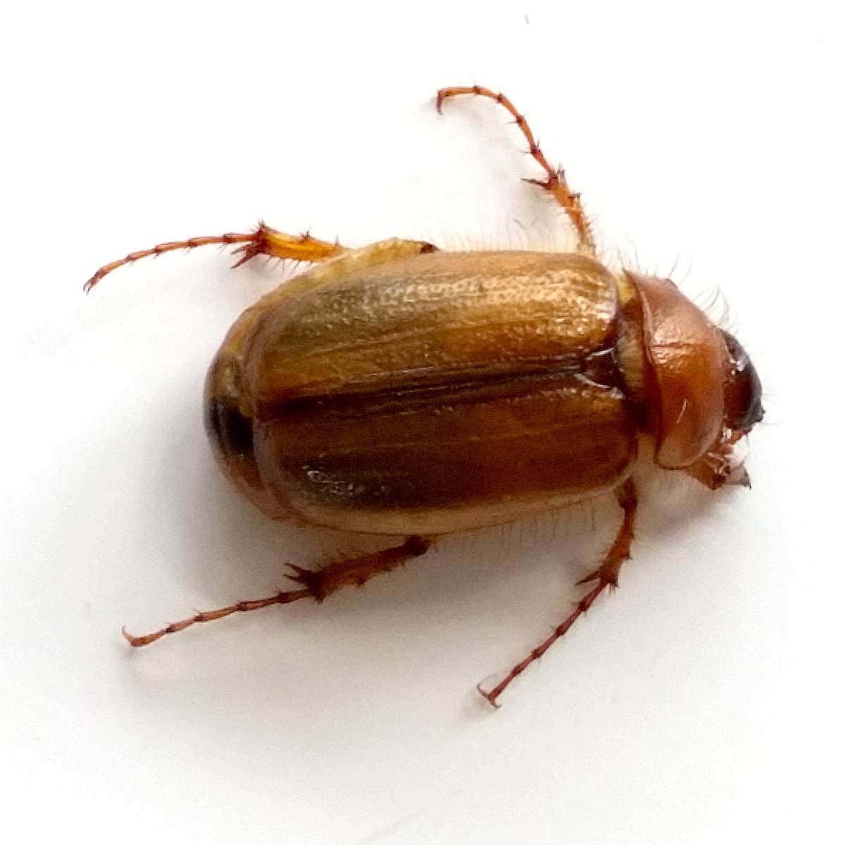 Costelytra zealandica