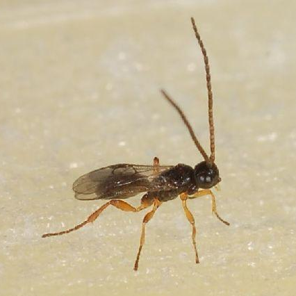 Cotesia sesamiae