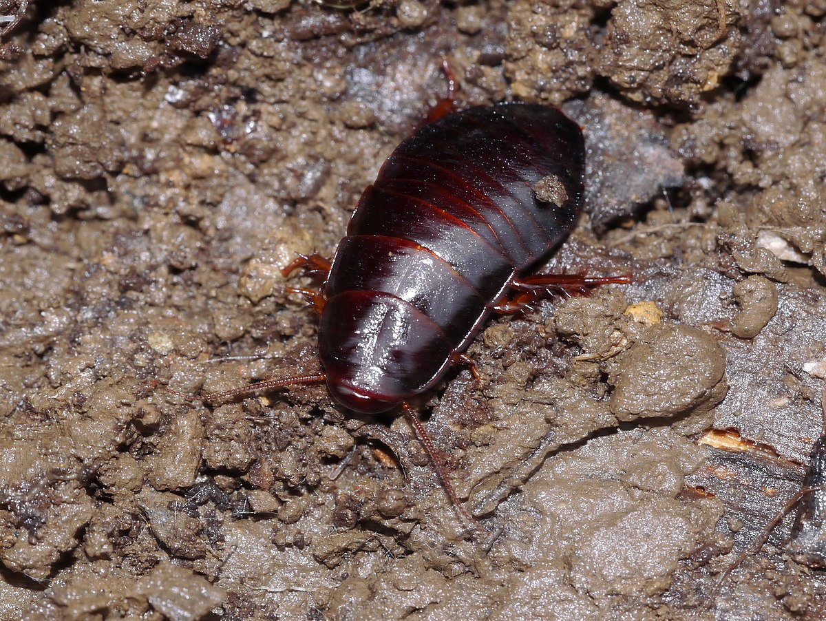 Cryptocercus punctulatus