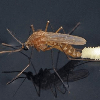 Culex quinquefasciatus
