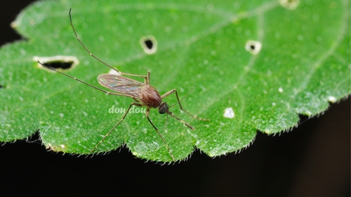 Culex tritaeniorhynchus