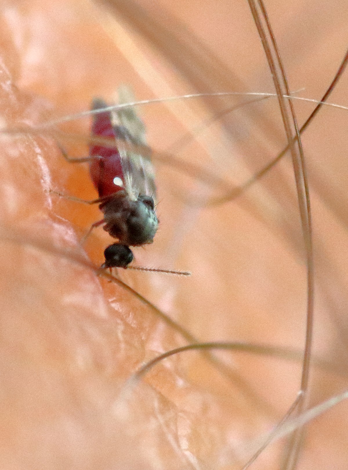 Culicoides impunctatus