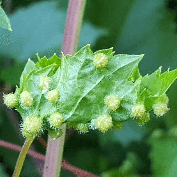 Daktulosphaira vitifoliae
