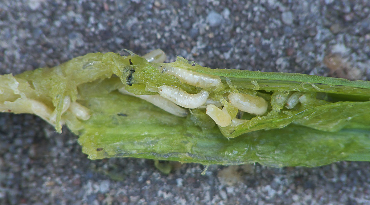 Delia antiqua