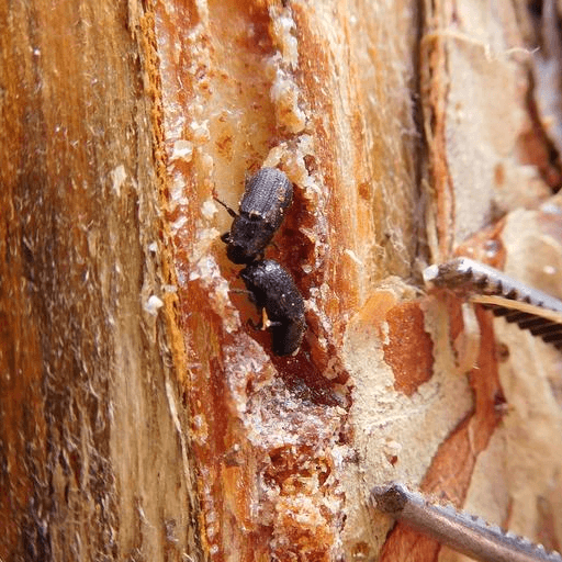 Dendroctonus ponderosae