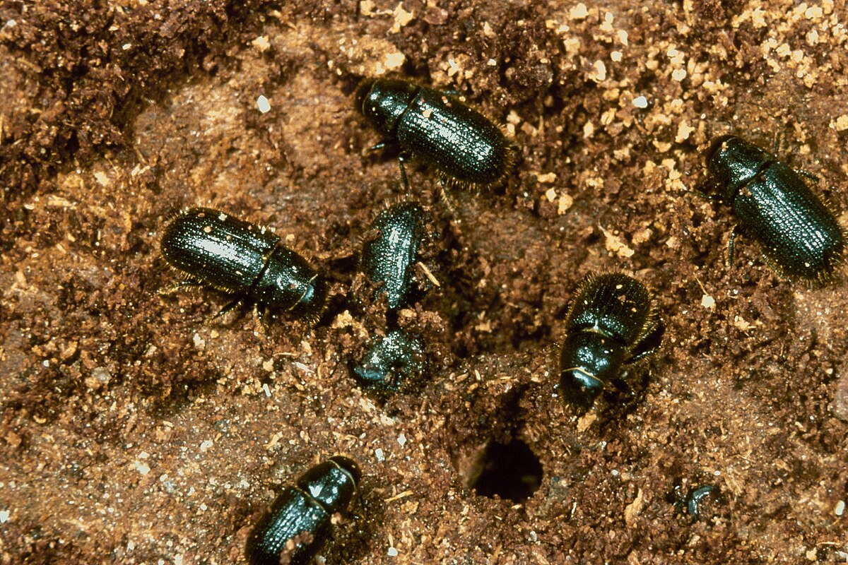 Dendroctonus rufipennis