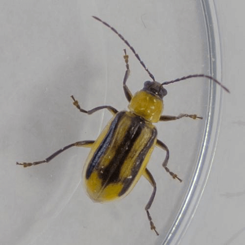 Diabrotica virgifera