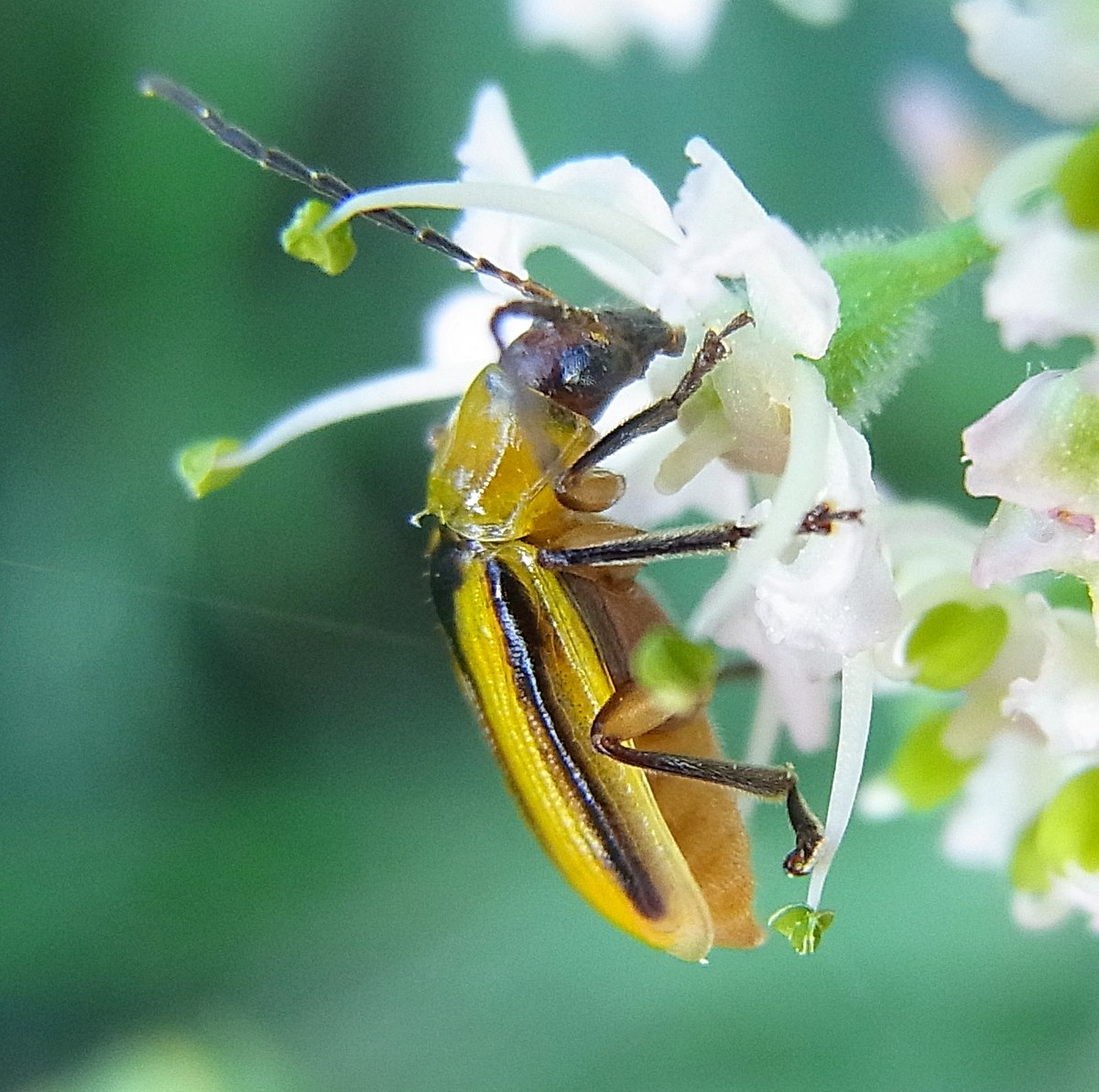 Diabrotica virgifera virgifera
