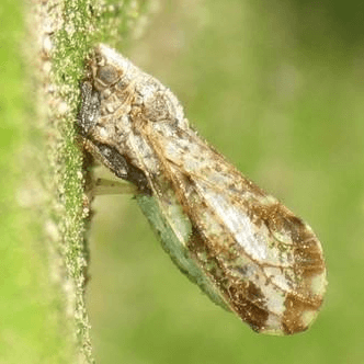 Diaphorina citri