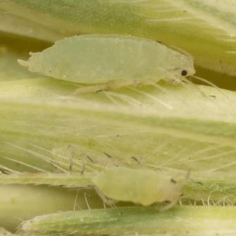 Diuraphis noxia