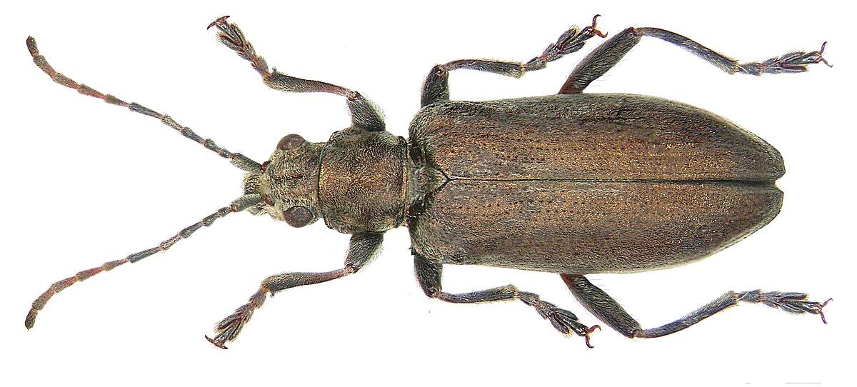 Donacia cinerea