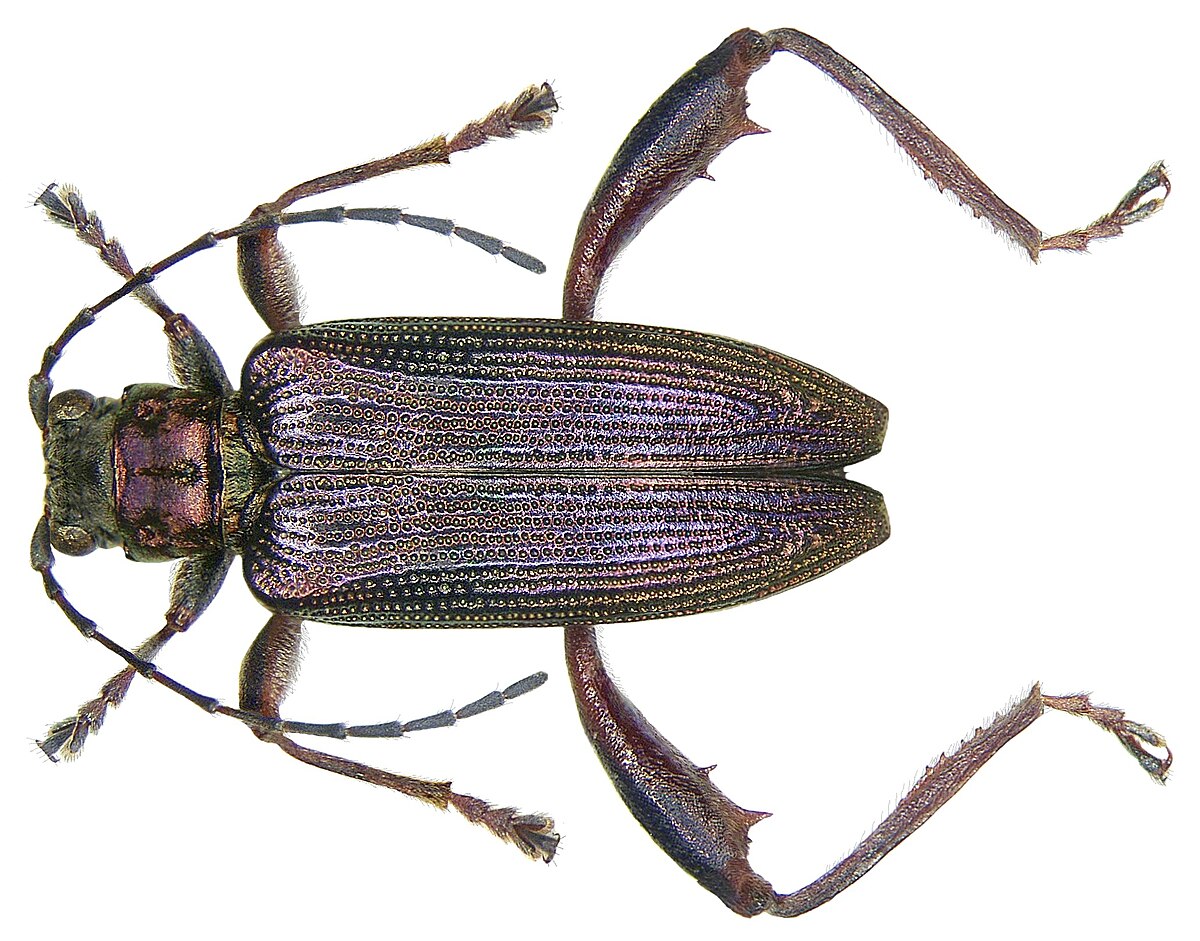 Donacia crassipes