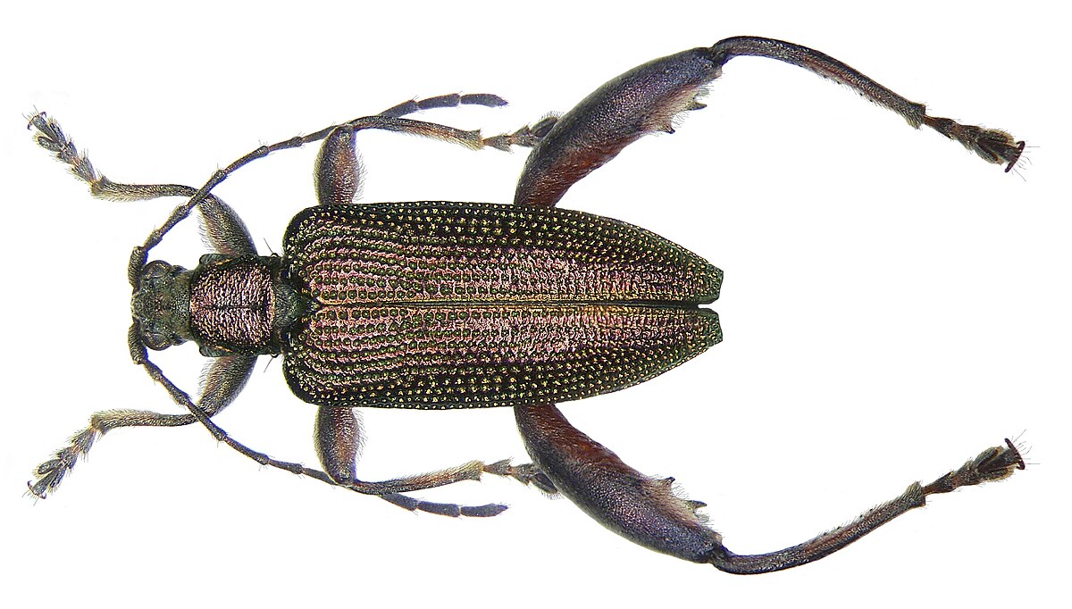 Donacia dentata