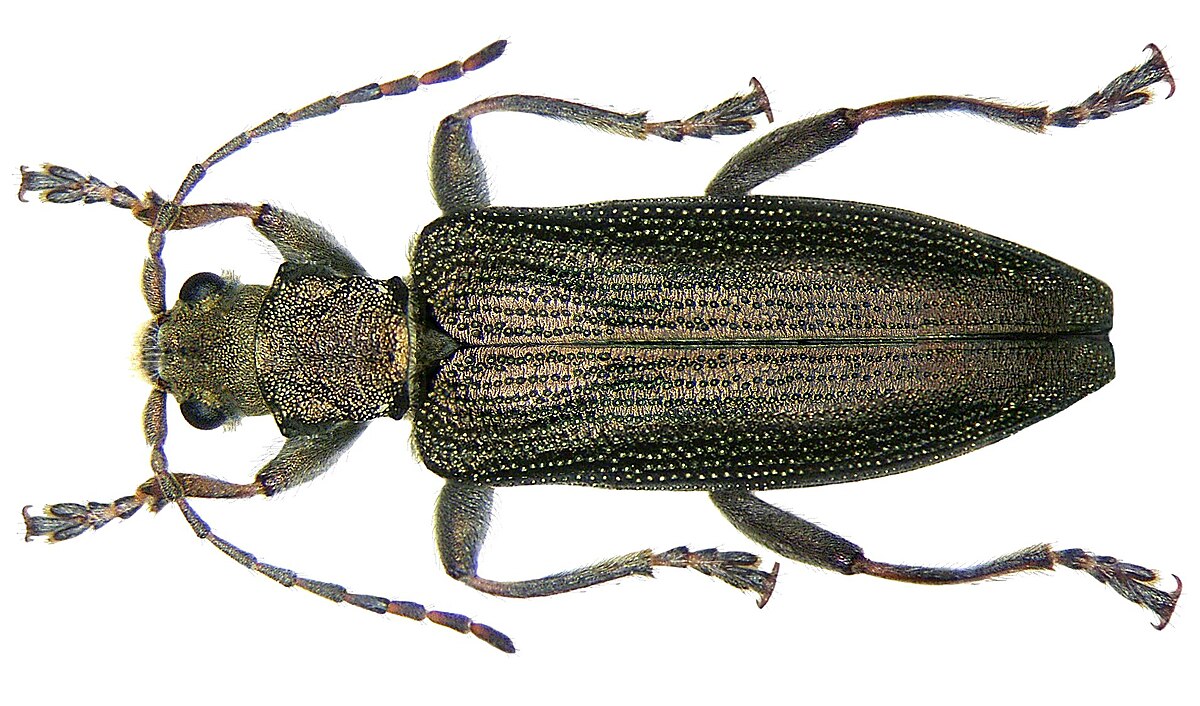Donacia simplex