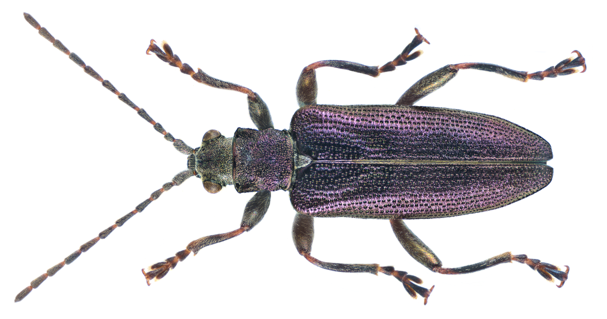 Donacia thalassina