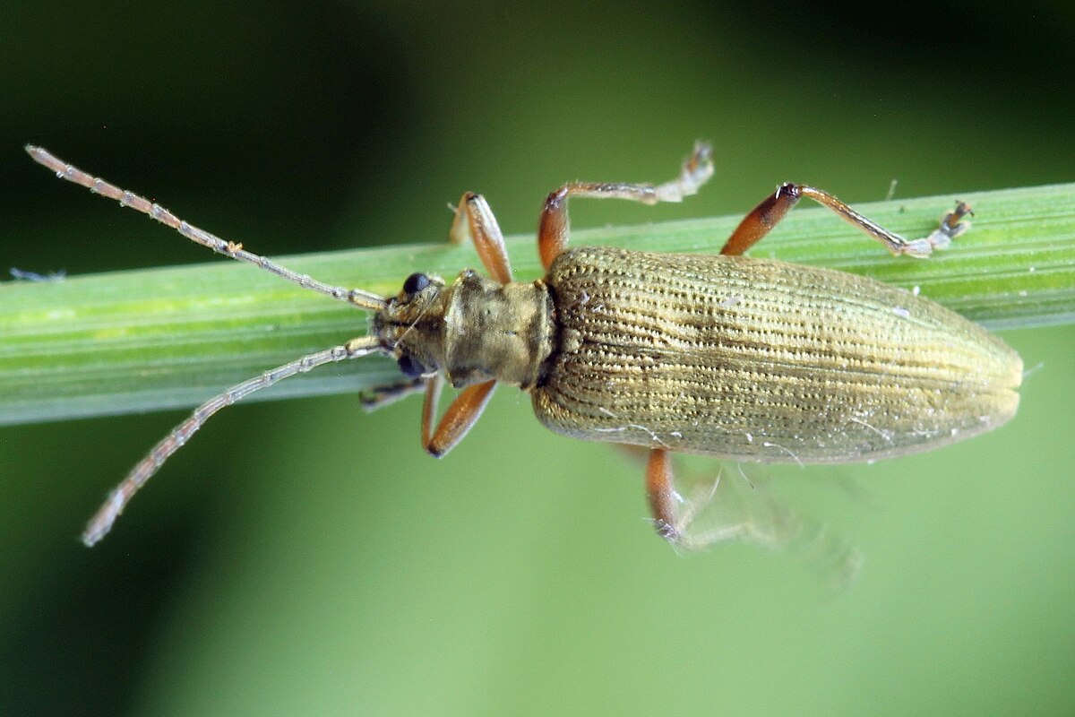 Donacia tomentosa
