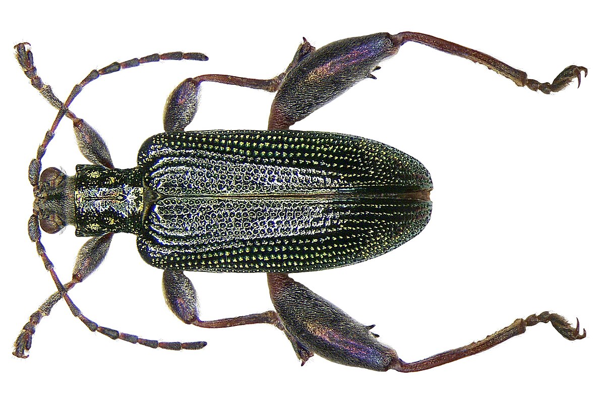 Donacia versicolorea