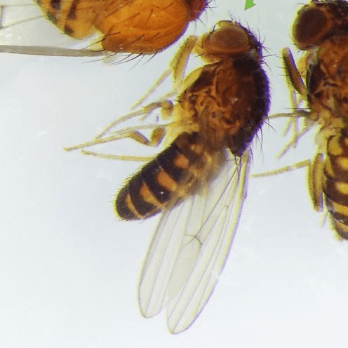 Drosophila hydei