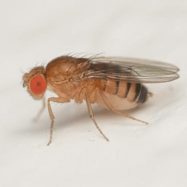 Drosophila melanogaster